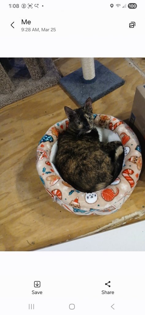 Mandy, lost cat, DSH