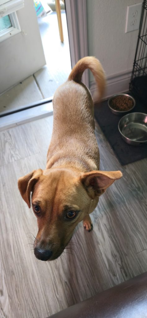 Beans, lost dog, Chihuahua mix