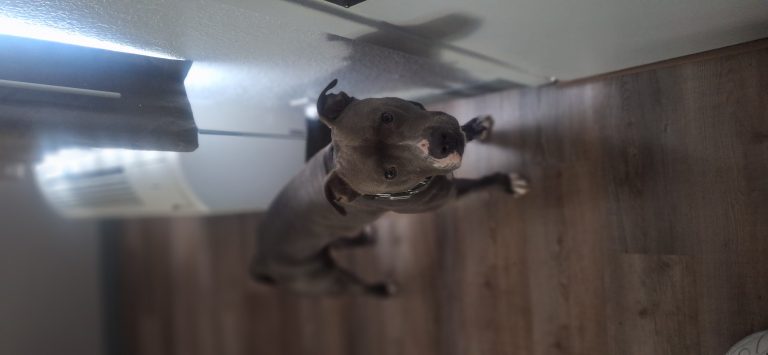 Trappi, lost dog, Bluenose pitty