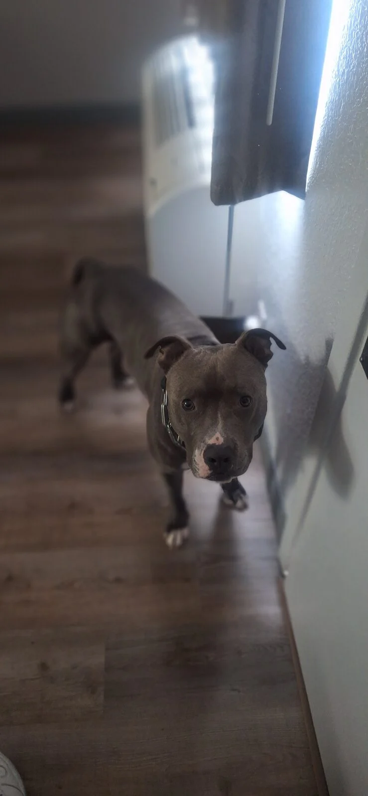 Trappi, lost dog, Bluenose pitty