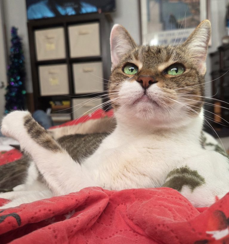 Lisa, lost cat, Mixed