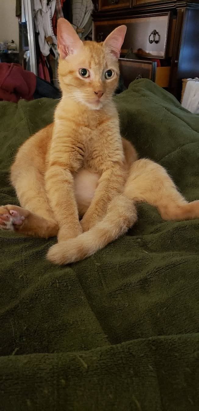 BJ, lost cat, Tabby