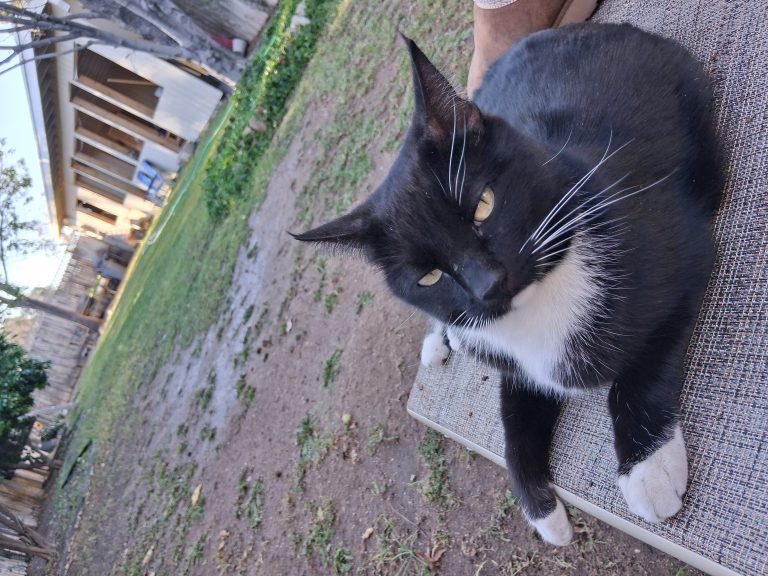 Star, lost cat, Short hair