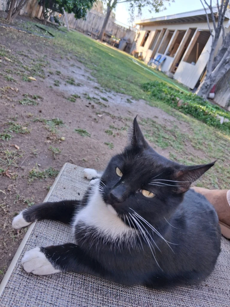 Star, lost cat, Short hair