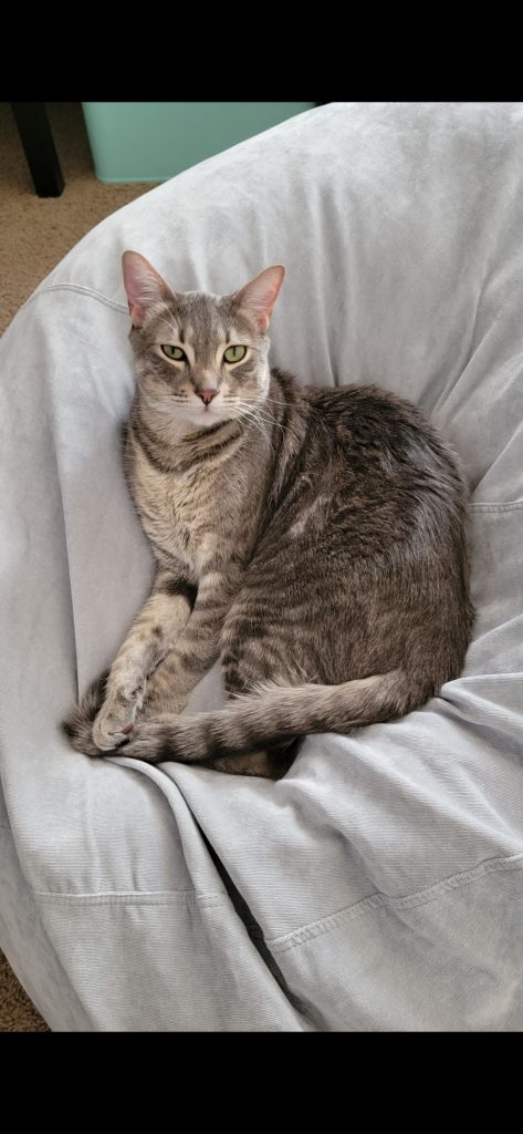 Stripes/Stripey, lost cat, Domestic shorthair