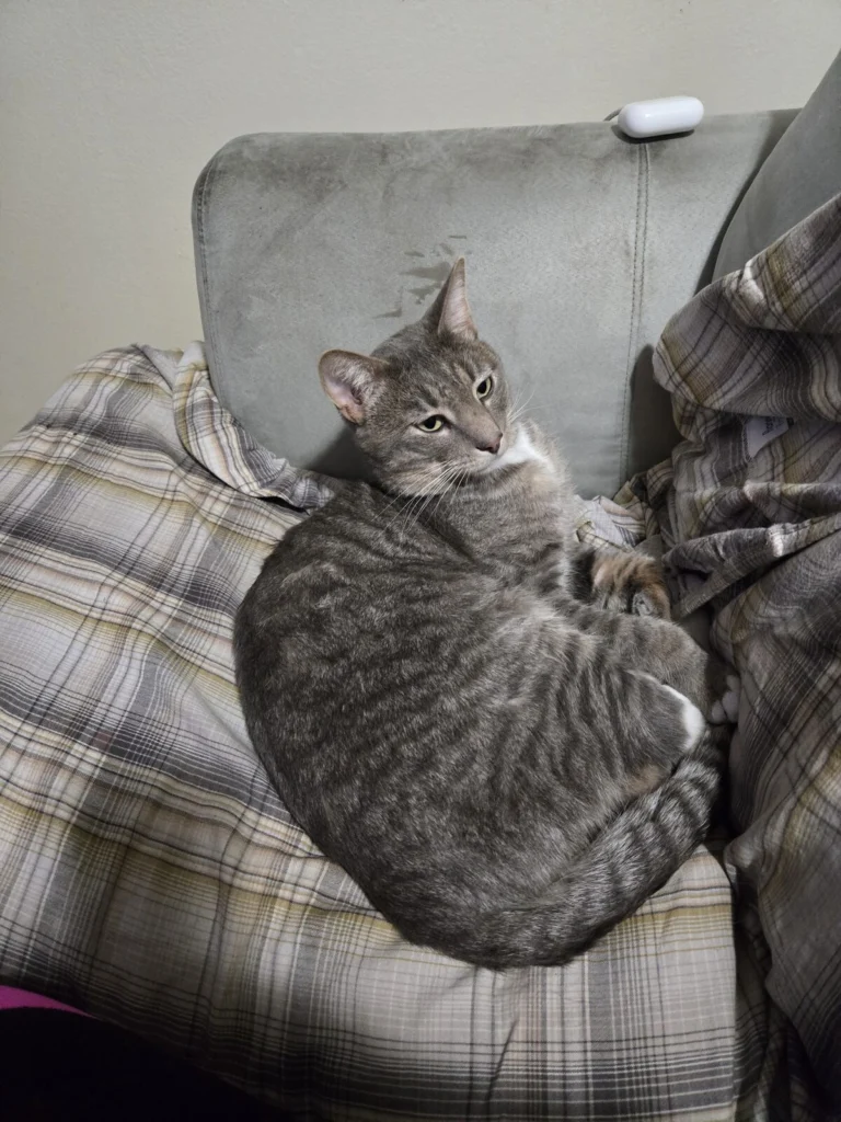 Gregory, lost cat, Tabby maine coon mixed