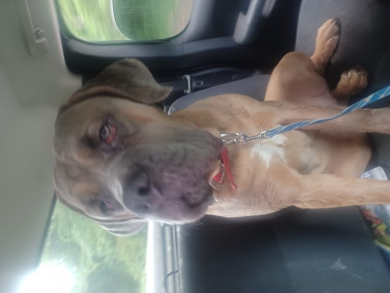 Dax, lost dog, Cane corso