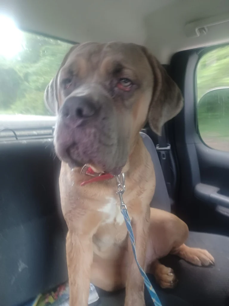 Dax, lost dog, Cane corso