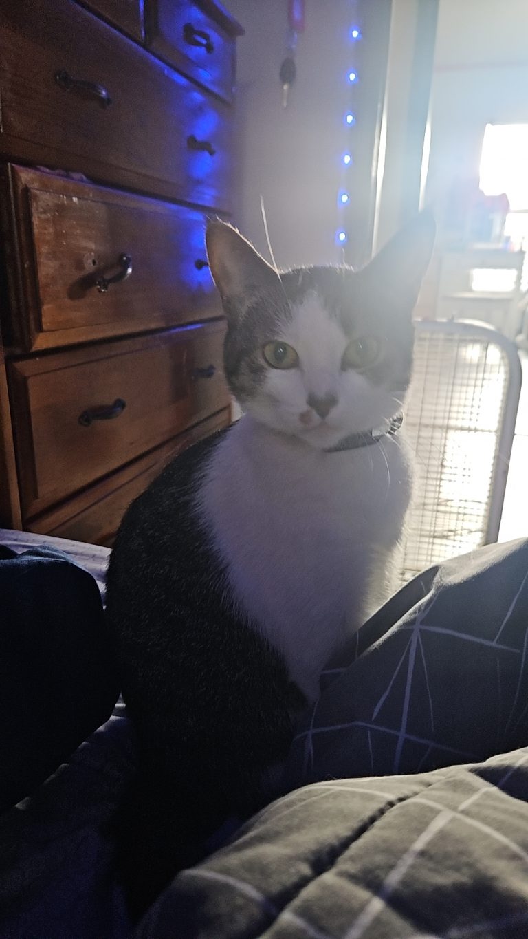 Nala, lost cat, American Shorthair