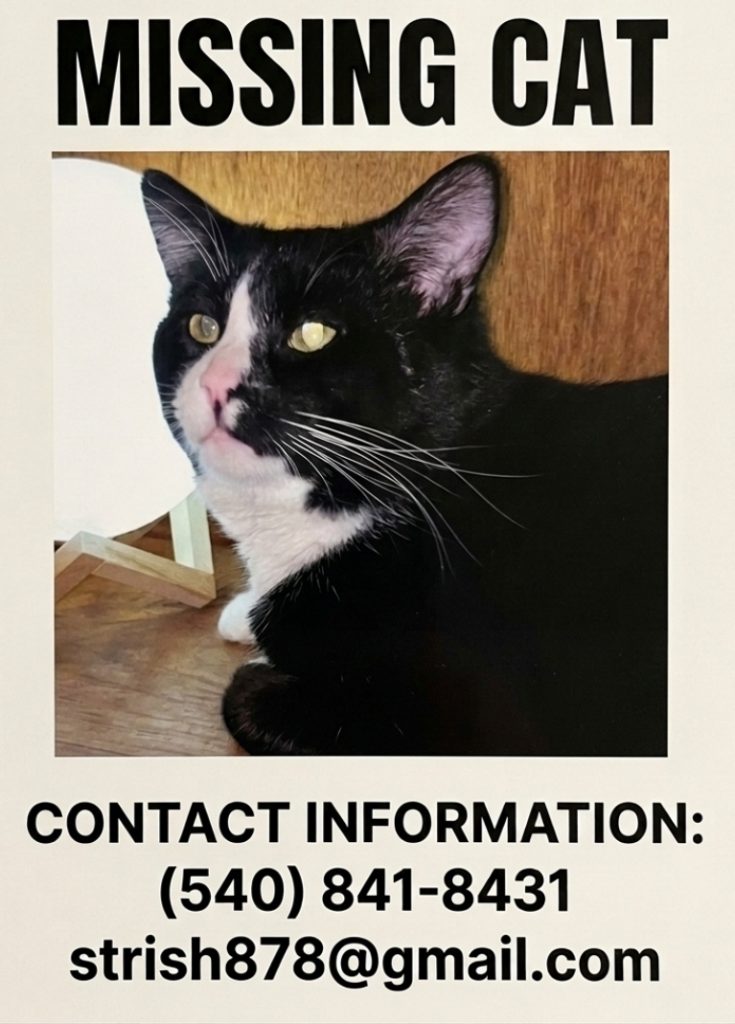 Jack, lost cat, Domestic short hair