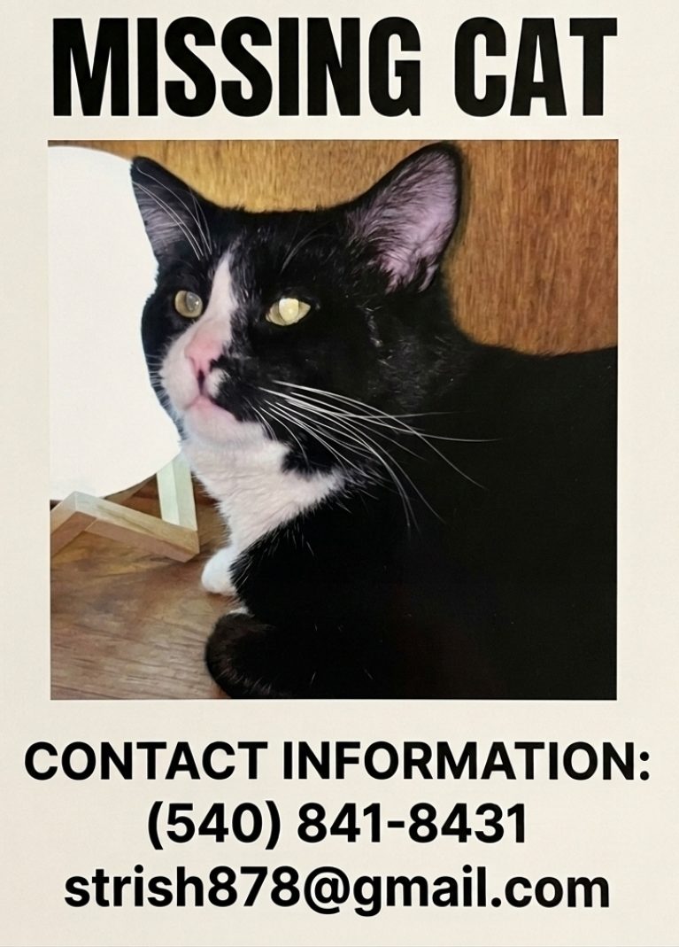Jack, lost cat, Domestic short hair