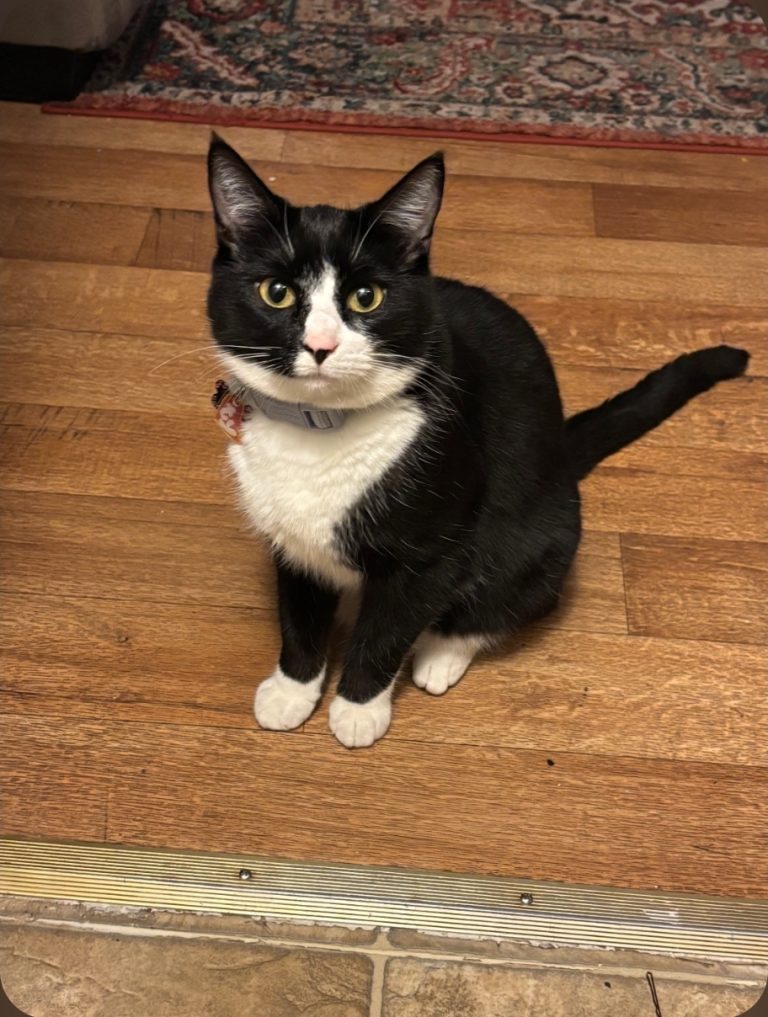 Chia, lost cat, Black and White