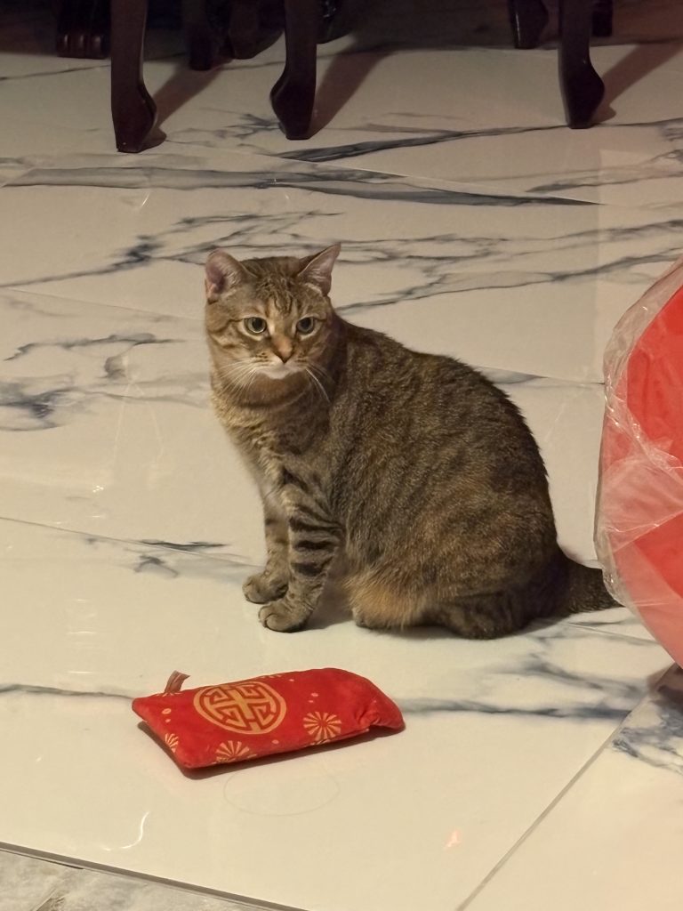 Iris, lost cat, Tabby