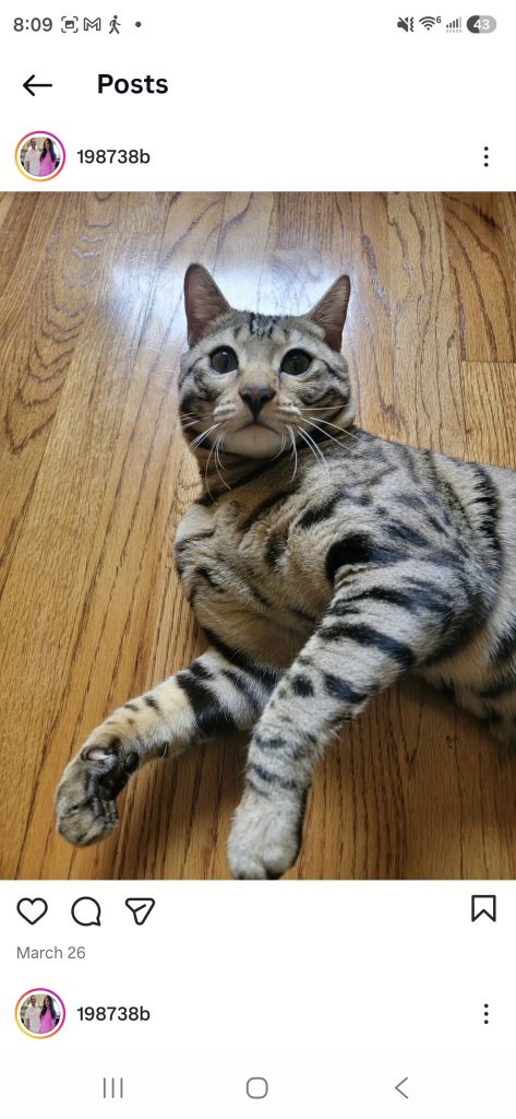 Dray, lost cat, Bengal