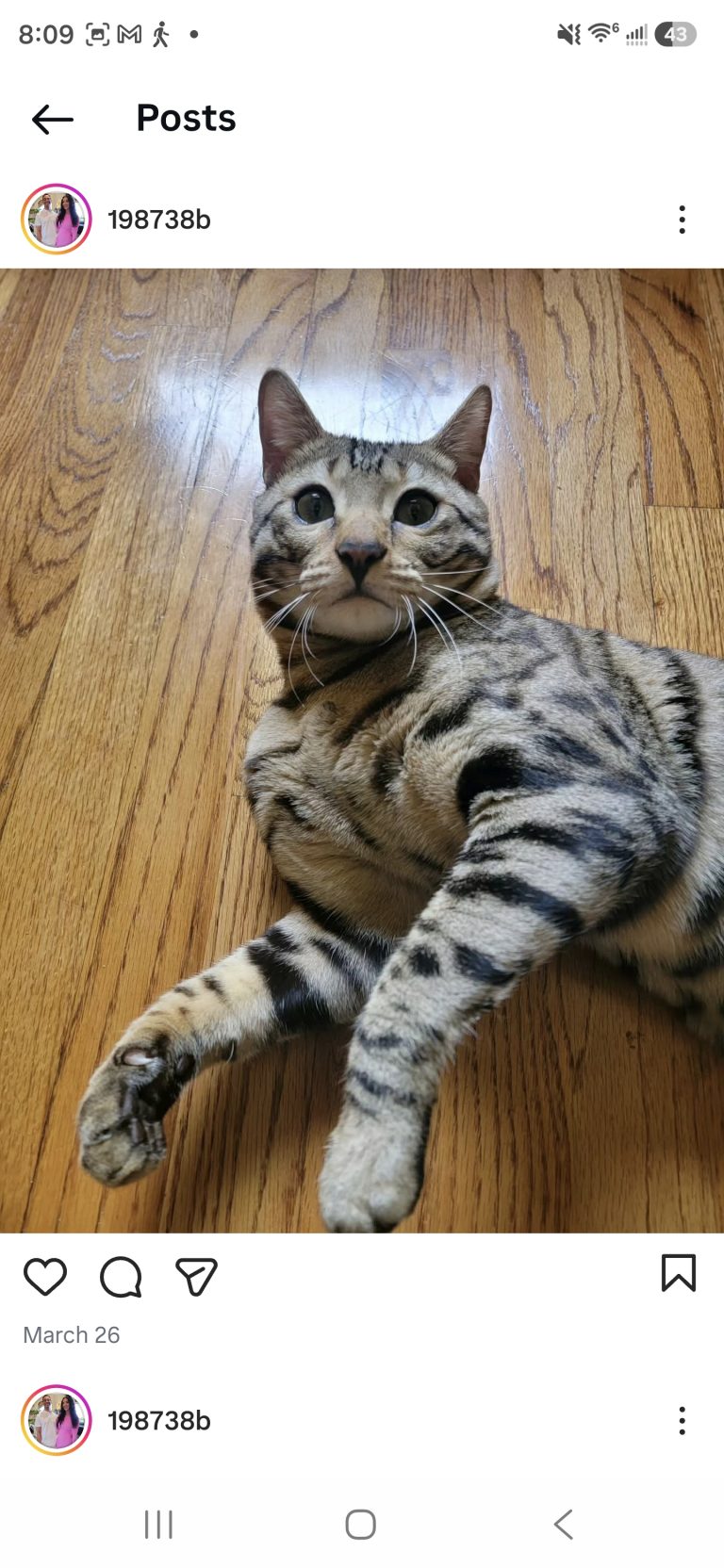 Dray, lost cat, Bengal