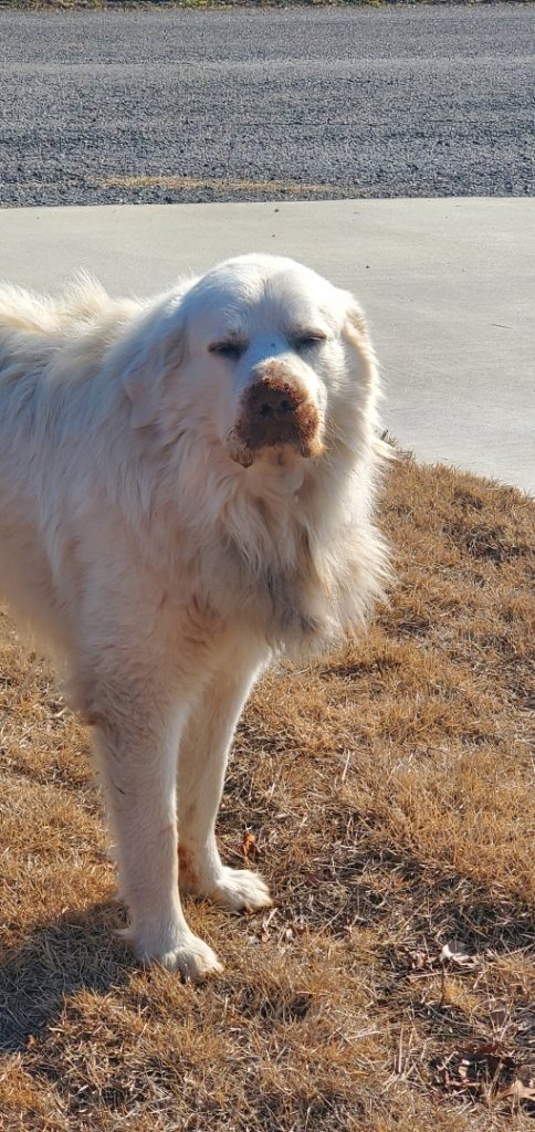 Outlaw, lost dog, Pyrenees