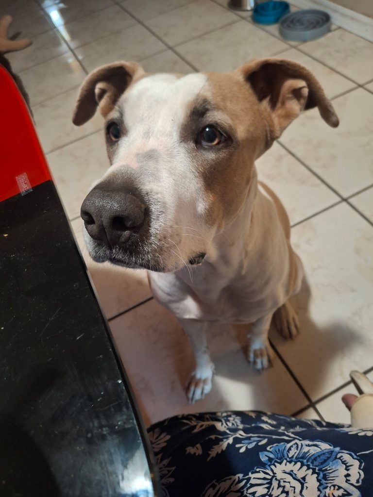 Chi, lost dog, Pinball terrier