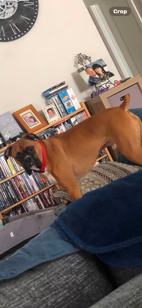 Max, lost dog, Boxer