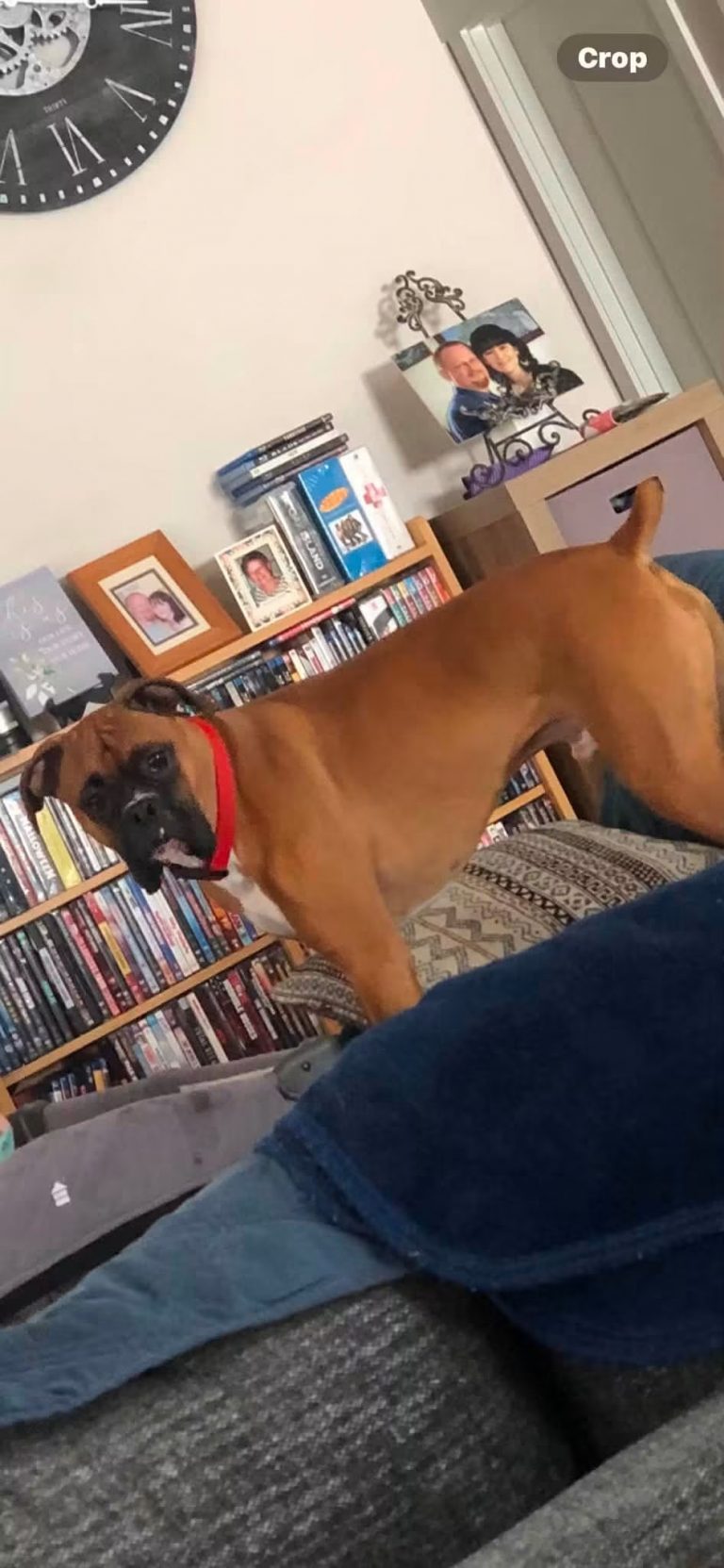Max, lost dog, Boxer