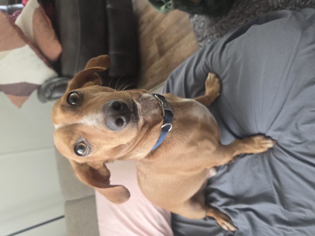 TJ, lost dog, Chiweenie
