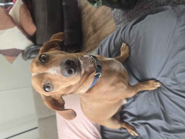 TJ, lost dog, Chiweenie