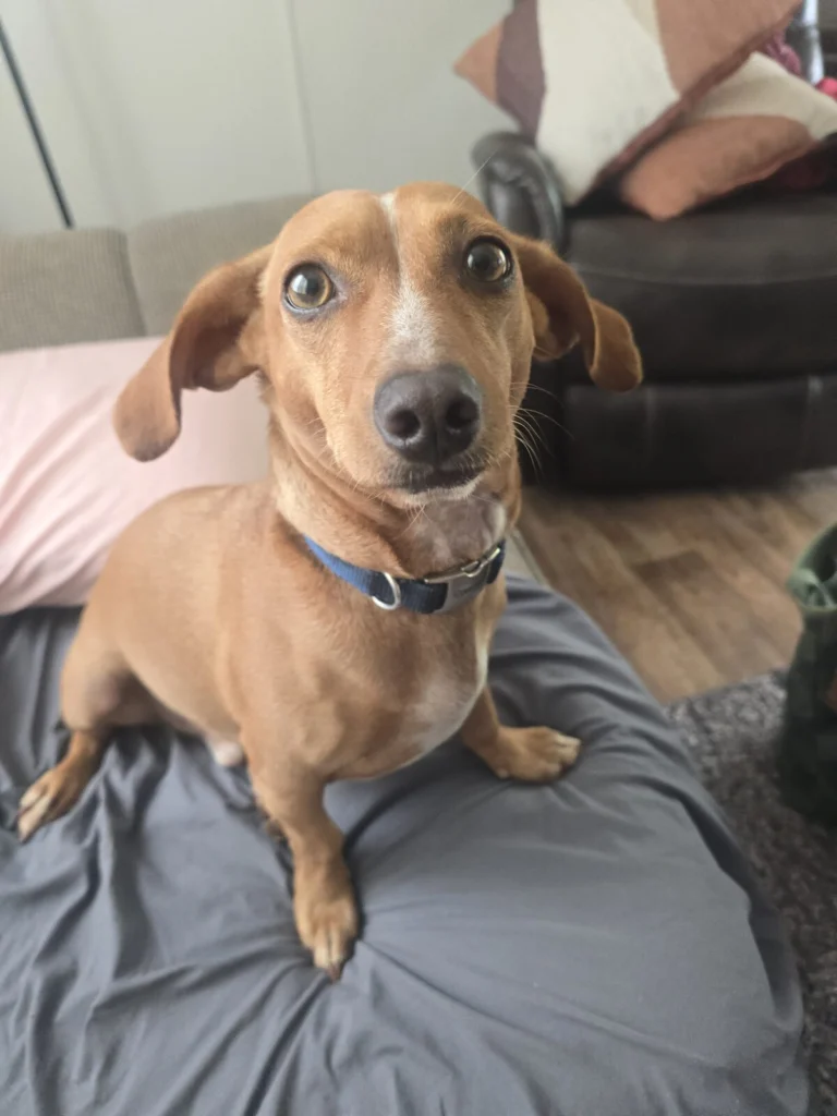 TJ, lost dog, Chiweenie