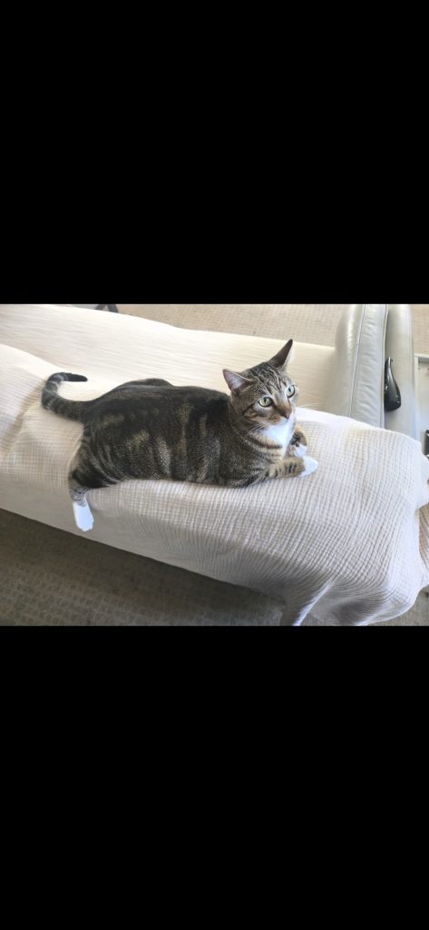 Socks, lost cat, Tabby