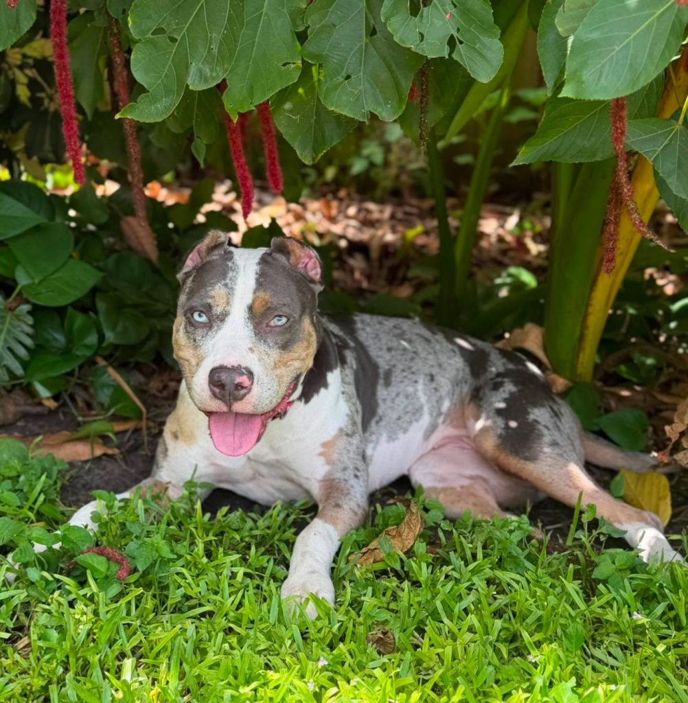 Peach, lost dog, Mix