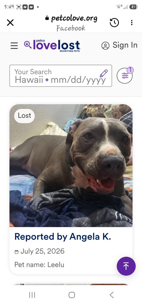 Leelu, lost dog, Pittbull