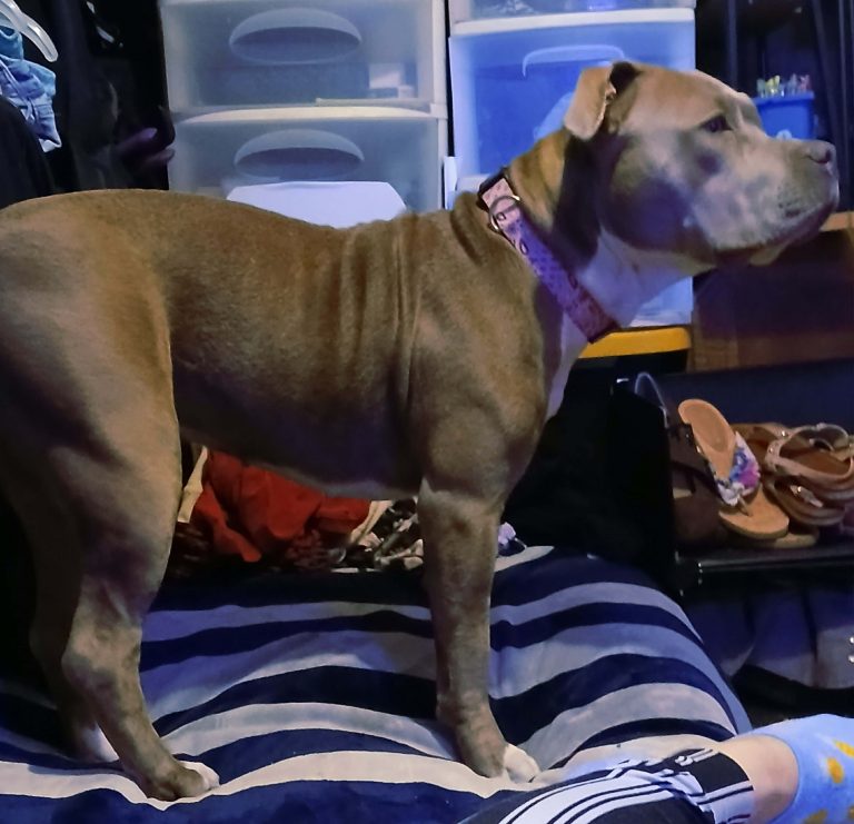 Monroe, lost dog, Pitbull