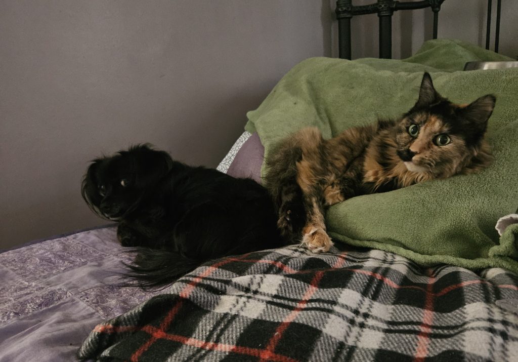 Abby, lost cat, Md/long hair tortie