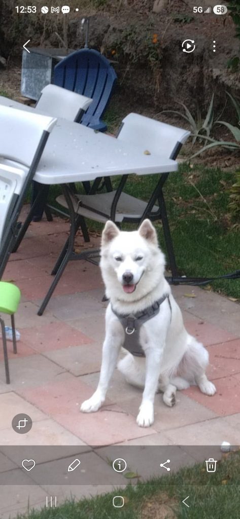 Rex, lost dog, Akita inu