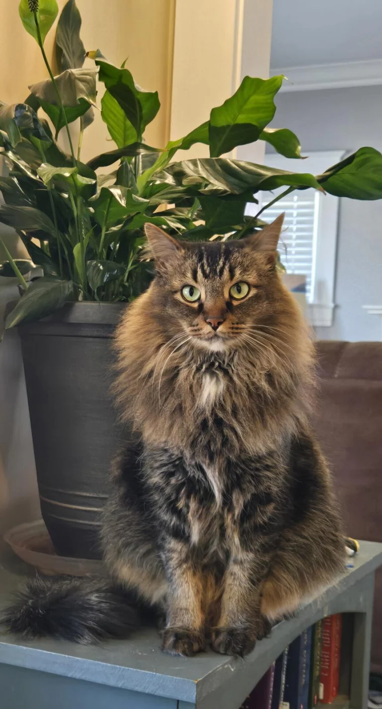 Felix, lost cat, Maincoon