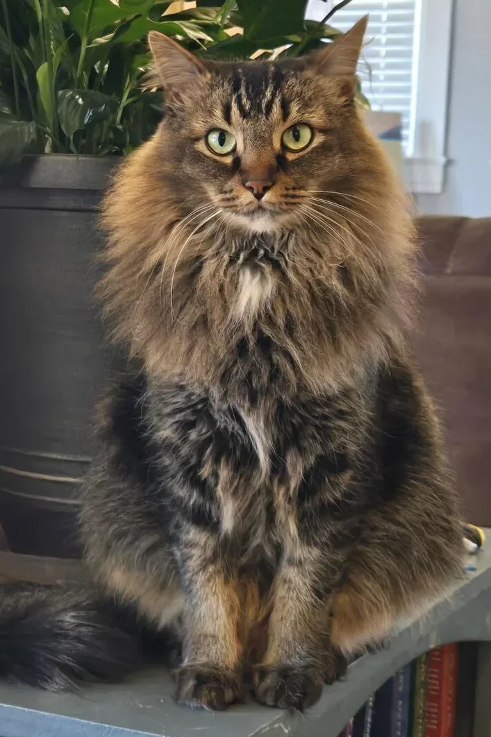 Felix, lost cat, Maincoon
