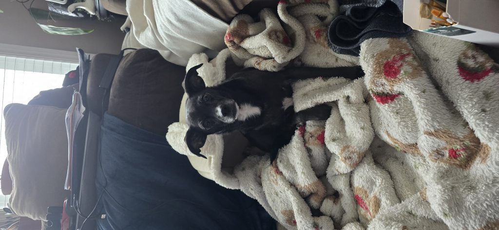 Holly, lost dog, Jack Russell/ Chihuahua
