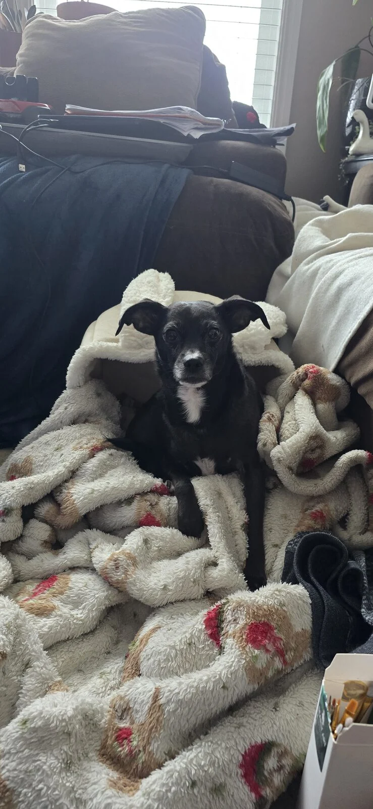 Holly, lost dog, Jack Russell/ Chihuahua