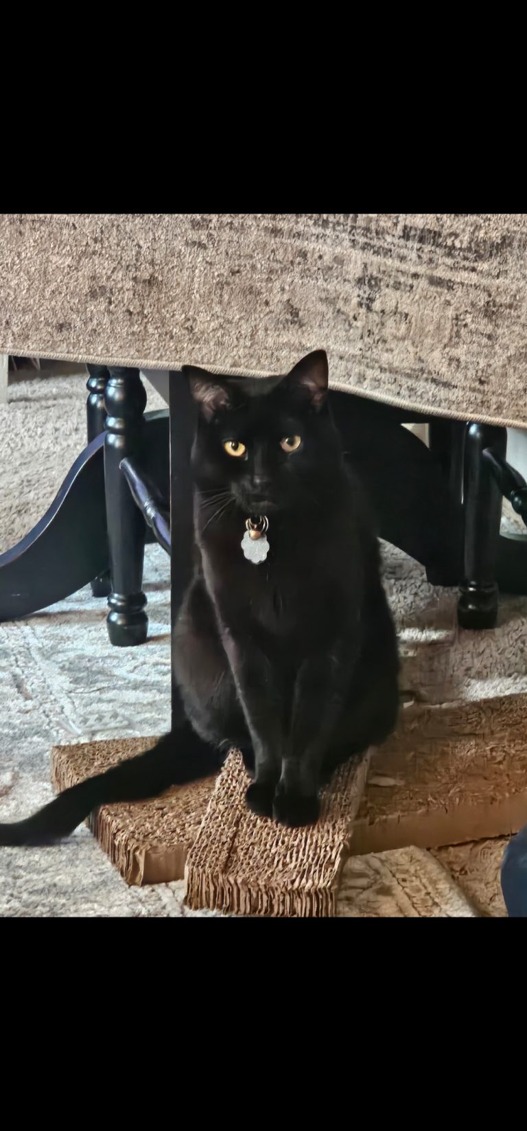 Rosco, lost cat, Domestic shorthair