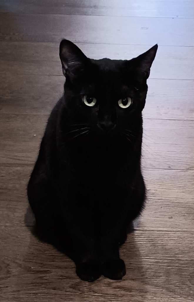 Stella Rosa, lost cat, Domestic shorthair