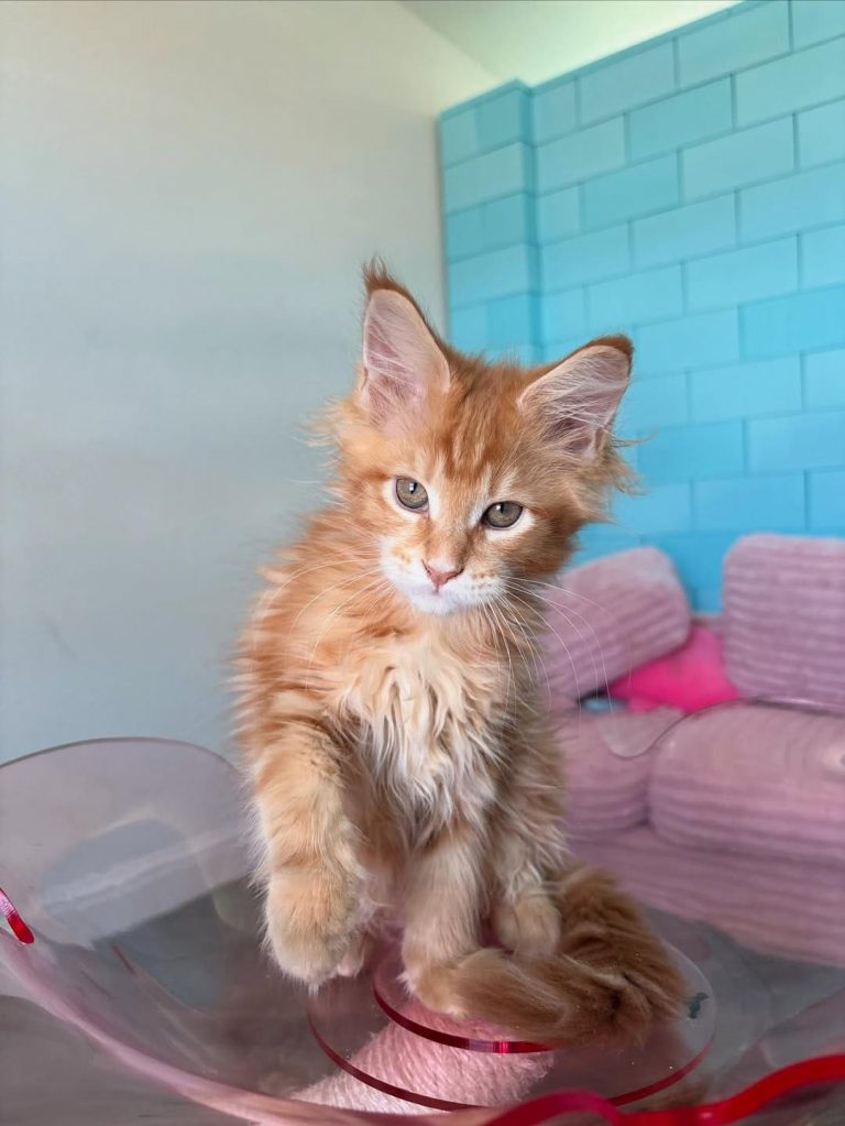 Luna, lost cat, Mainecoon