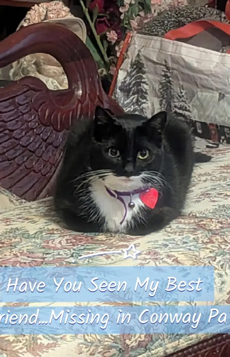Tootsie, lost cat, Shameless, shorthair