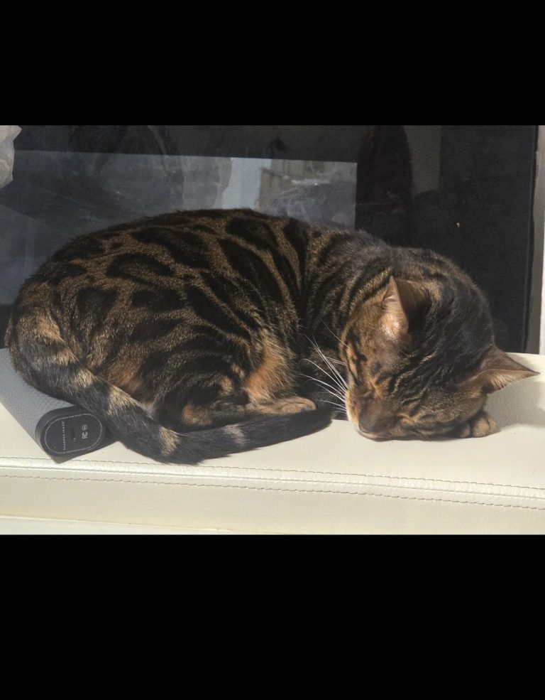 Oliver, lost cat, Bengal