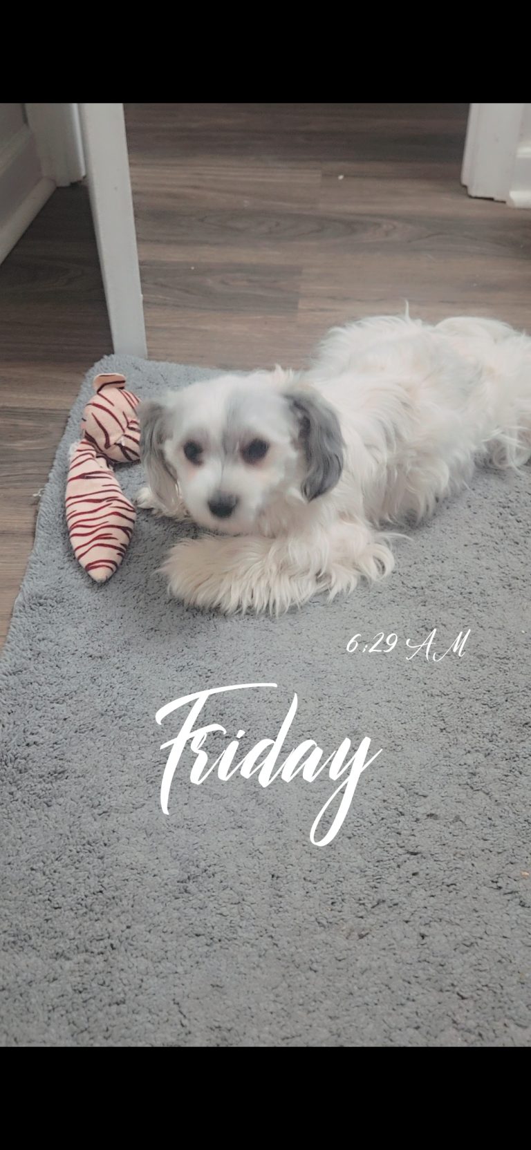TeeTee, lost dog, MORKIE
