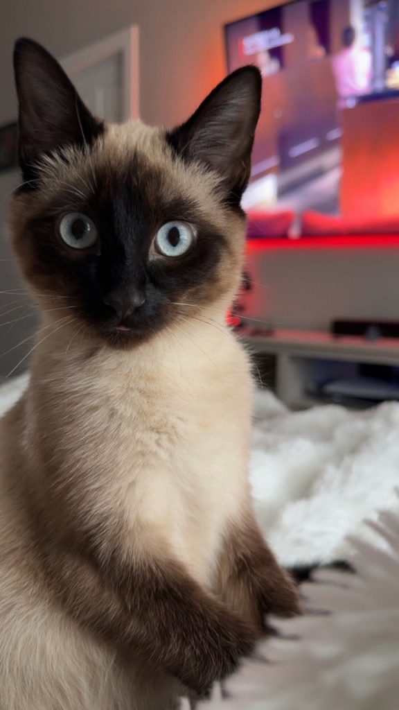 Lola, lost cat, Siames