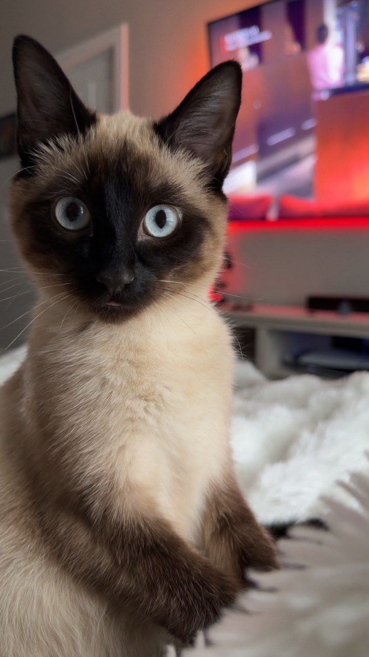Lola, lost cat, Siames
