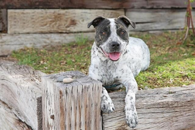 Millie, lost dog, Pit bull mutt