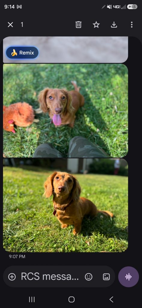 Beanie, lost dog, Dotson