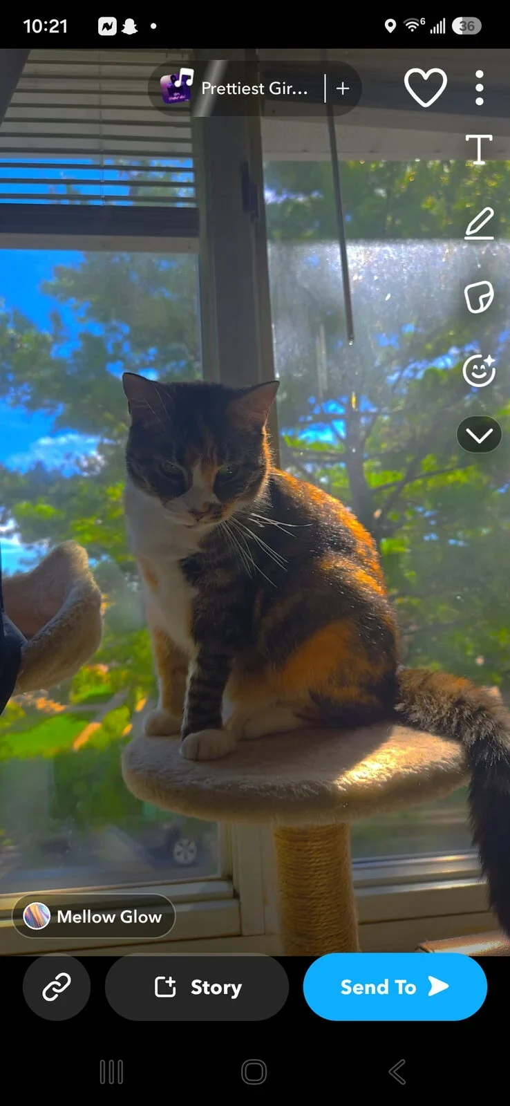 Katnass, lost cat, Street