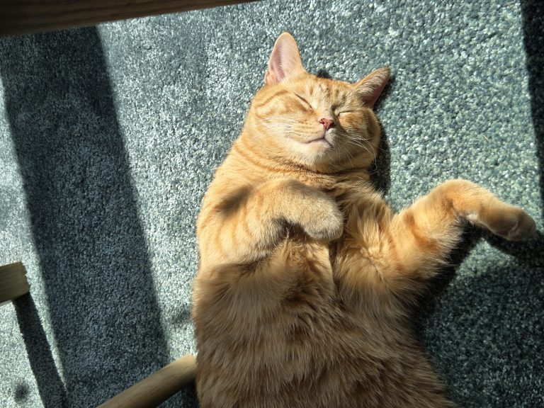 Brisket, lost cat, Cat
