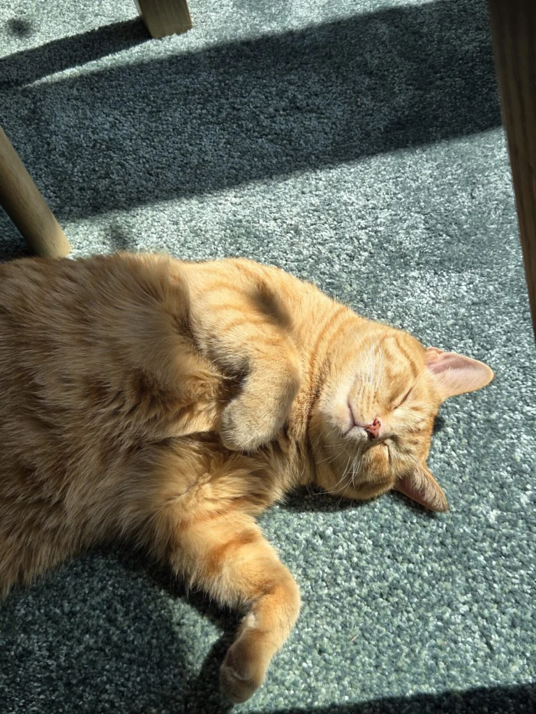 Brisket, lost cat, Cat