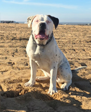 Vanilla Bean, lost dog, Mastiff